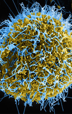 basics-of-ebola-virus-genetics